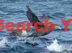 Giant petrel taking off from water