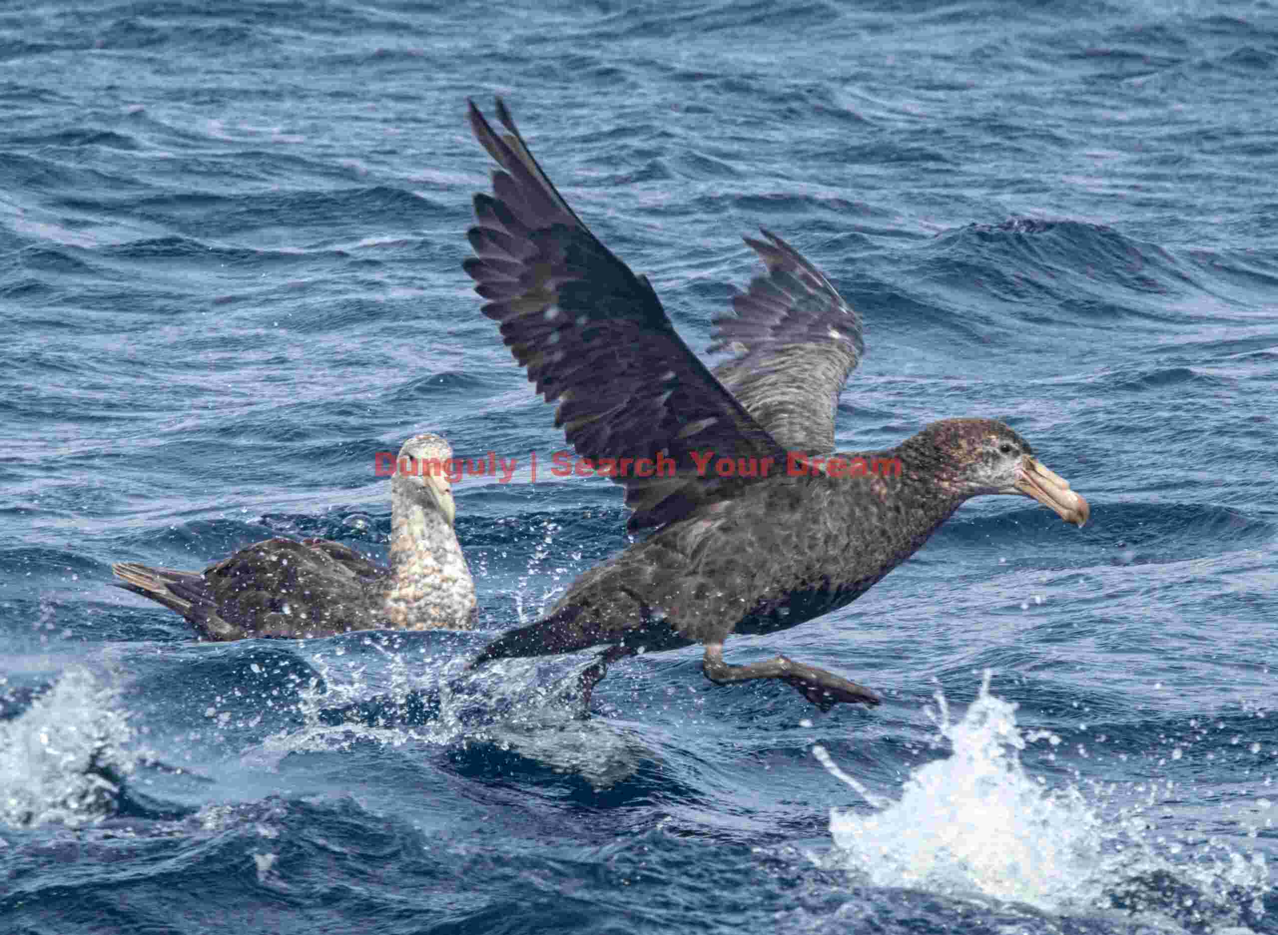 Giant petrel taking off from water; Macquarie Island Giant petrel taking off from water