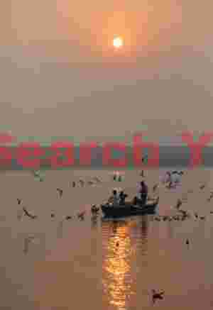 Gulls around boat