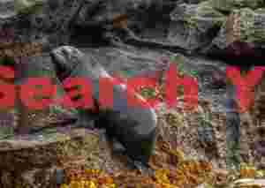 Hookers sea lion climbing rocks