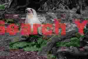 Hookers sea lion in the forest