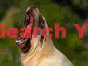 Hookers sea lion with mouth agape