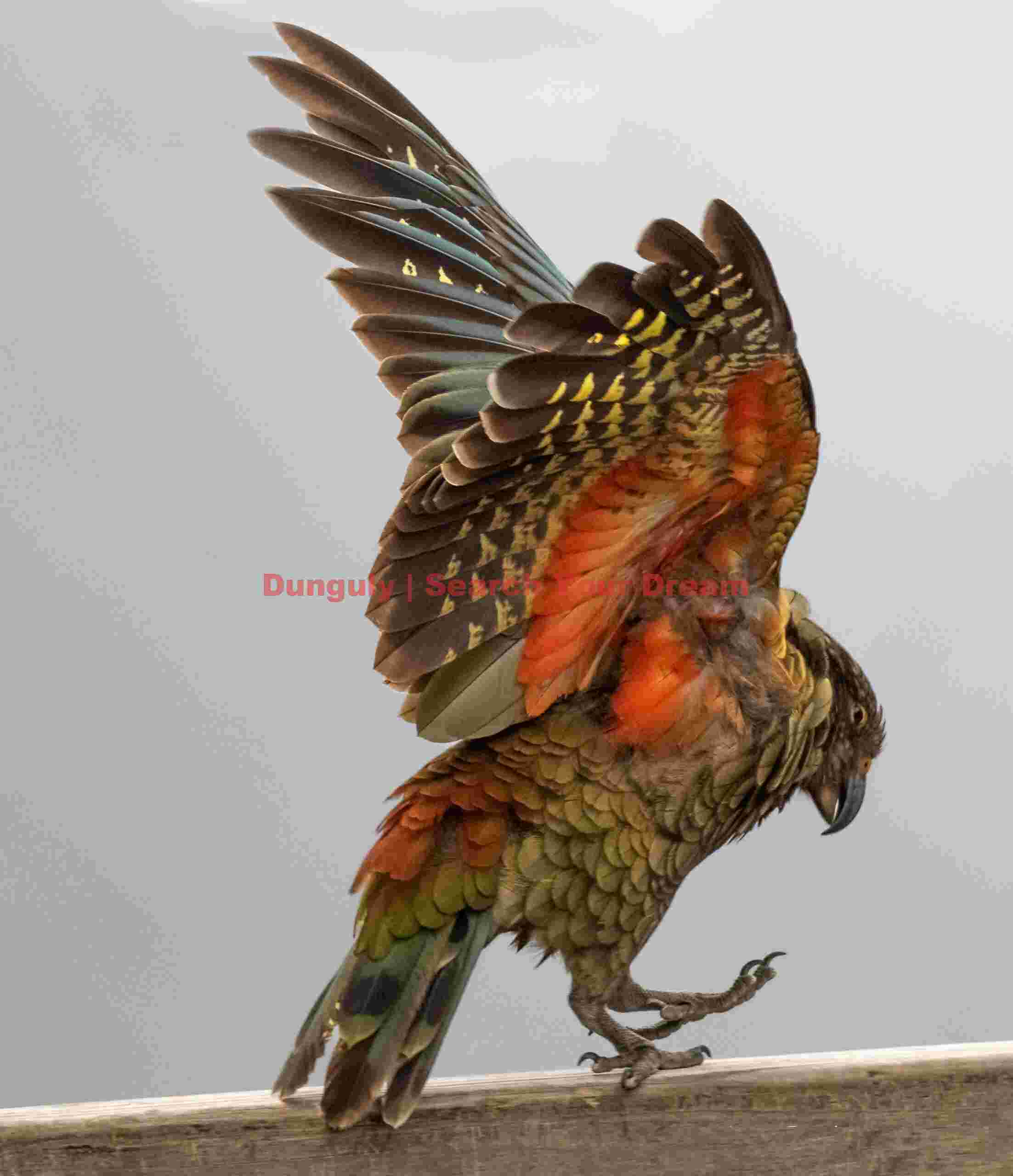 Kea displaying red underwing; Arthur's Pass, New Zealand Kea displaying red underwing