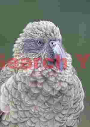 Kea headshot