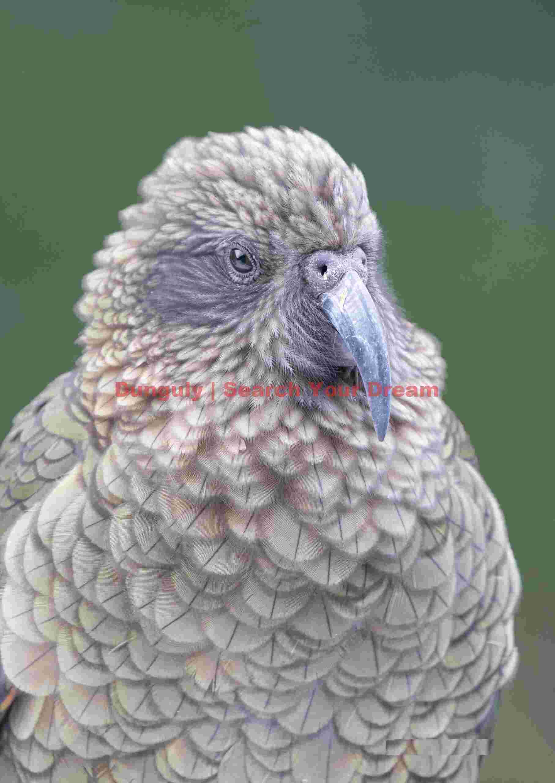 Kea headshot; Arthur's Pass, New Zealand Kea headshot