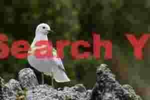 Kelp gull