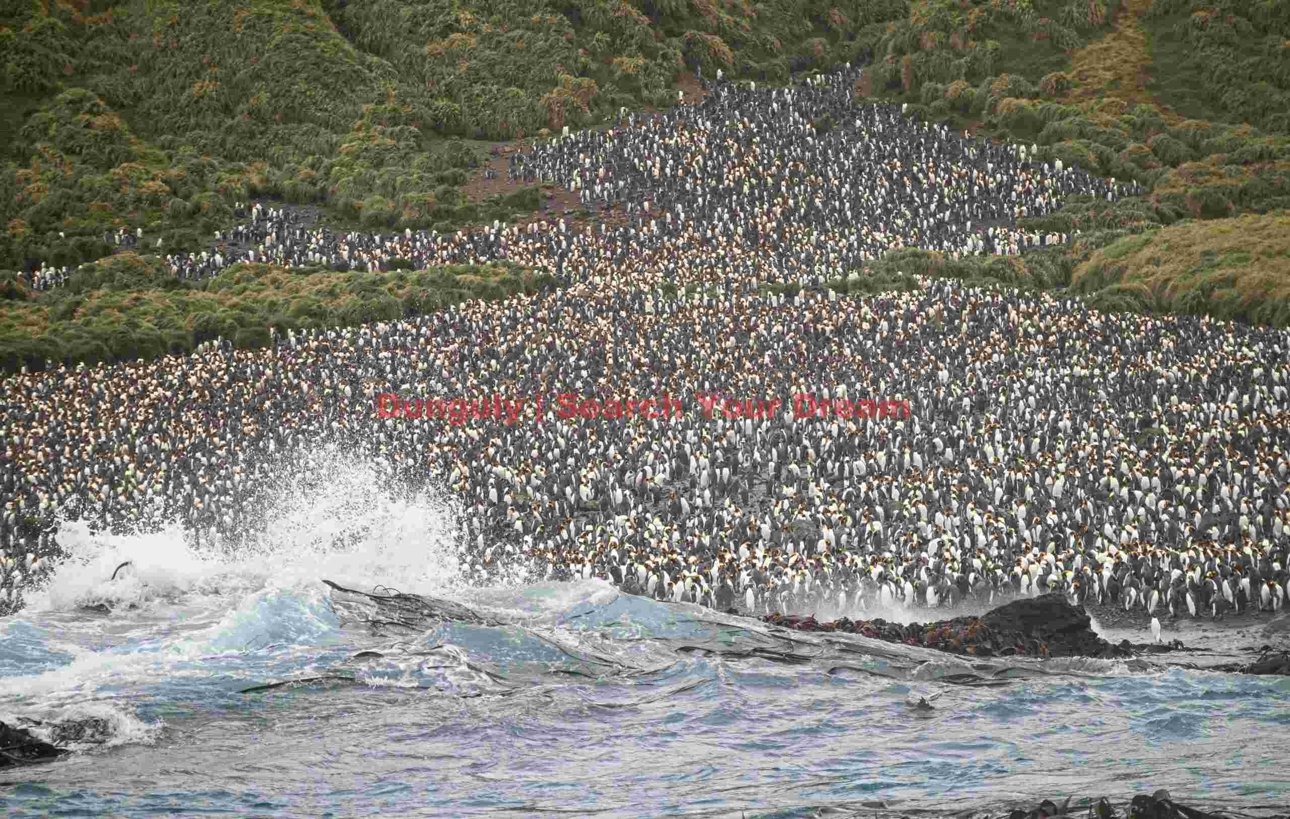 King penguin colony with breaking wave; Macquarie Island King penguin colony with breaking wave