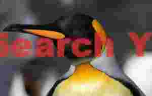 King penguin head portrait