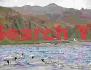 King penguins before Macquarie Island