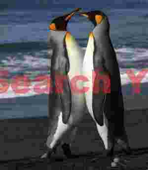 King penguins being assertive