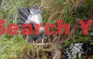 Light-mantled sooty albatross fanning tail