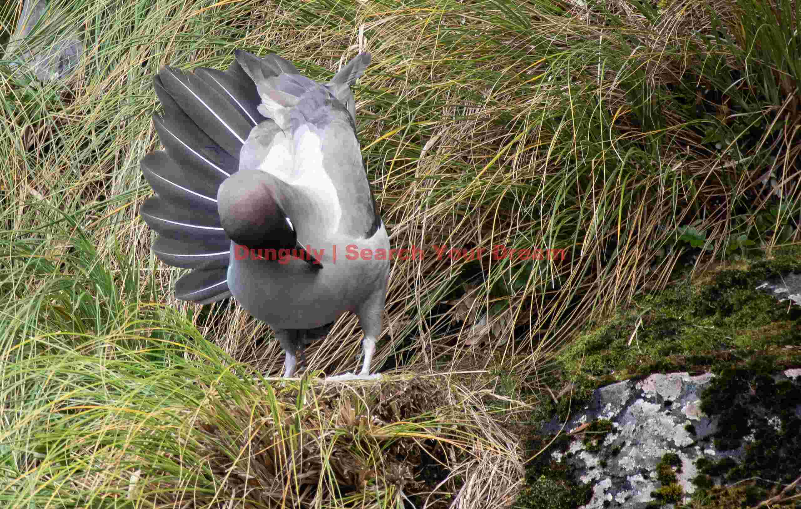 Light-mantled sooty albatross fanning tail; Auckland Island Light-mantled sooty albatross fanning tail