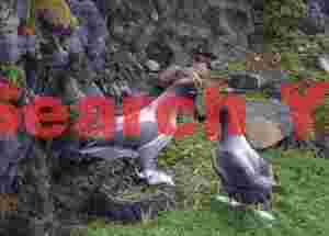 Light-mantled sooty albatross touching beaks