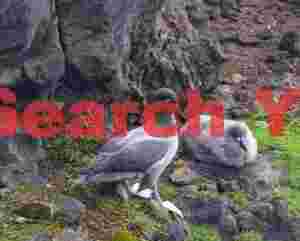 Light-mantled sooty albatross with chick