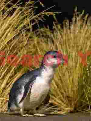 Little blue penguin by grasses along the road