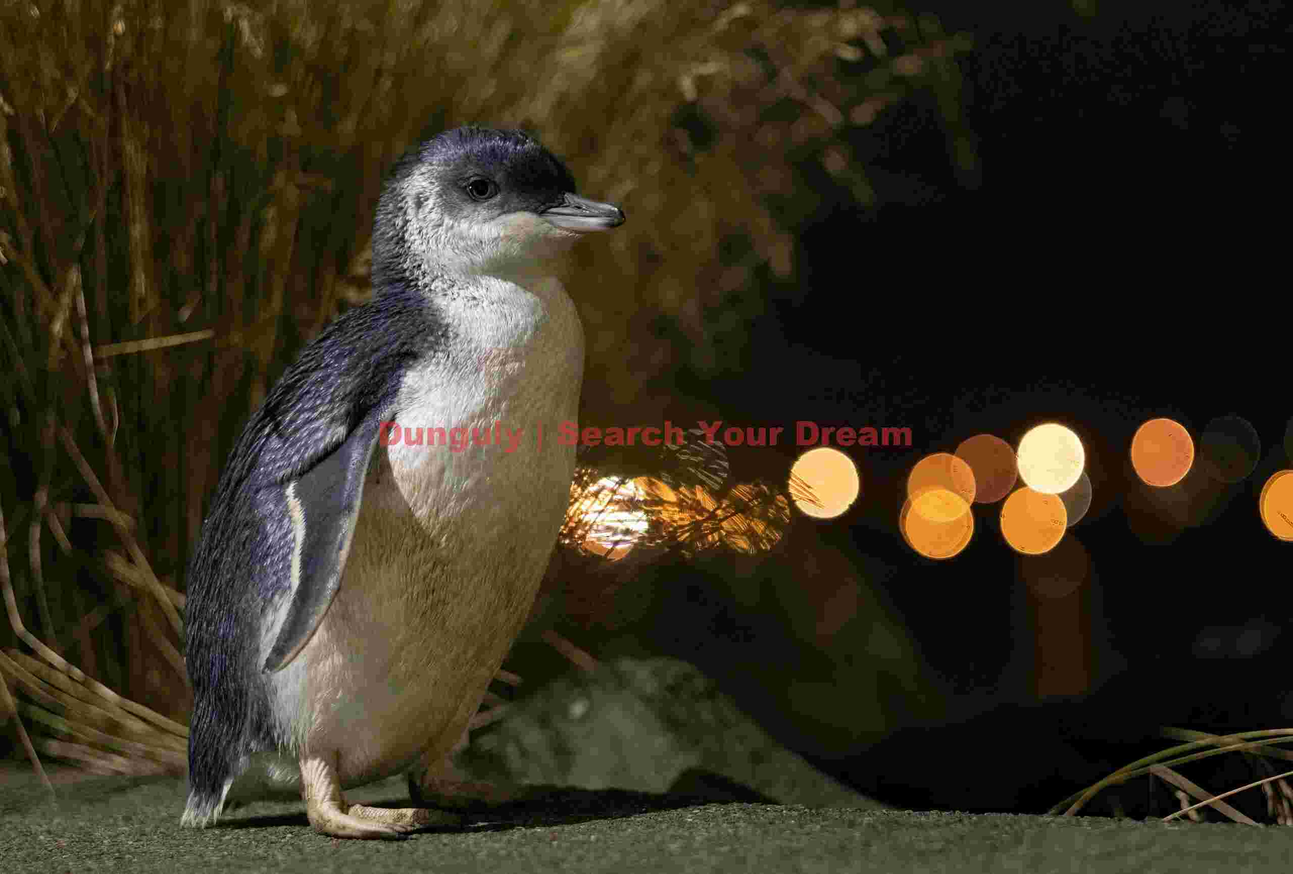 Little blue penguin with boke balls; South Island, New Zealand Little blue penguin with boke balls