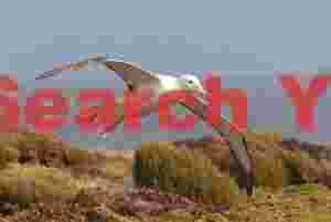 Low flying Southern royal albatross