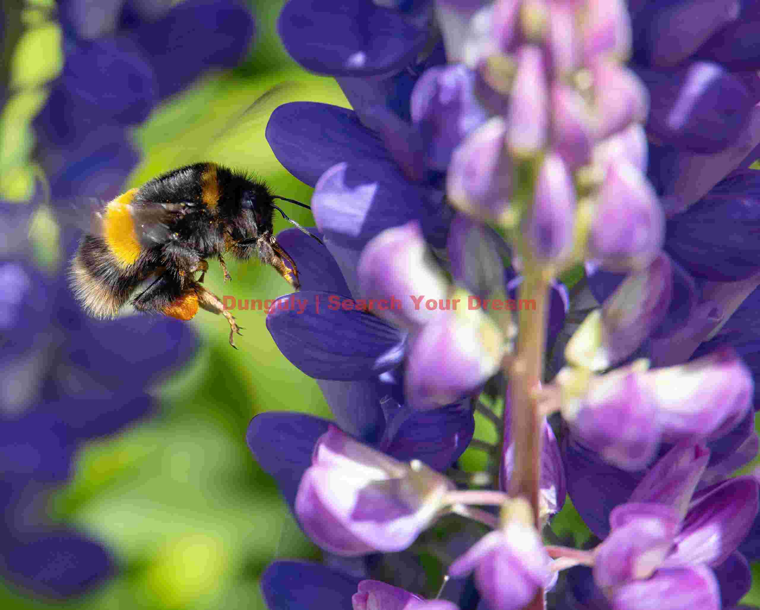Lupin pollinator; South Island, New Zealand Lupin pollinator