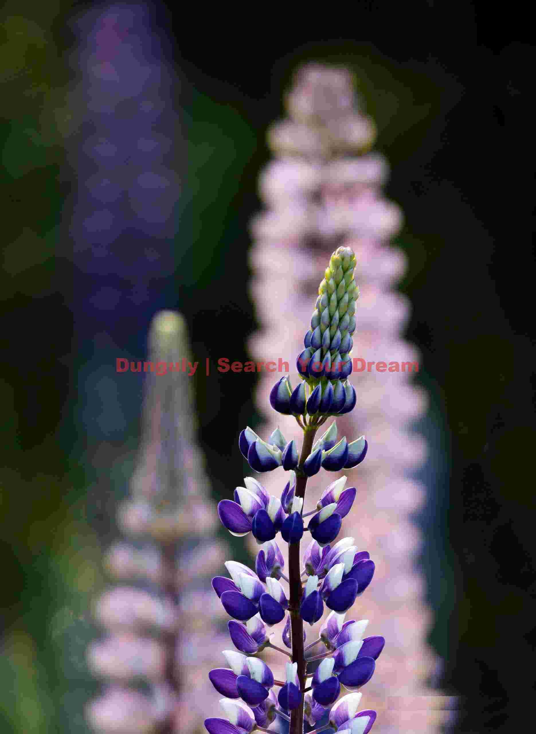 Lupin superposition; South Island, New Zealand Lupin superposition