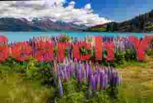 Lupins and turquoise lake