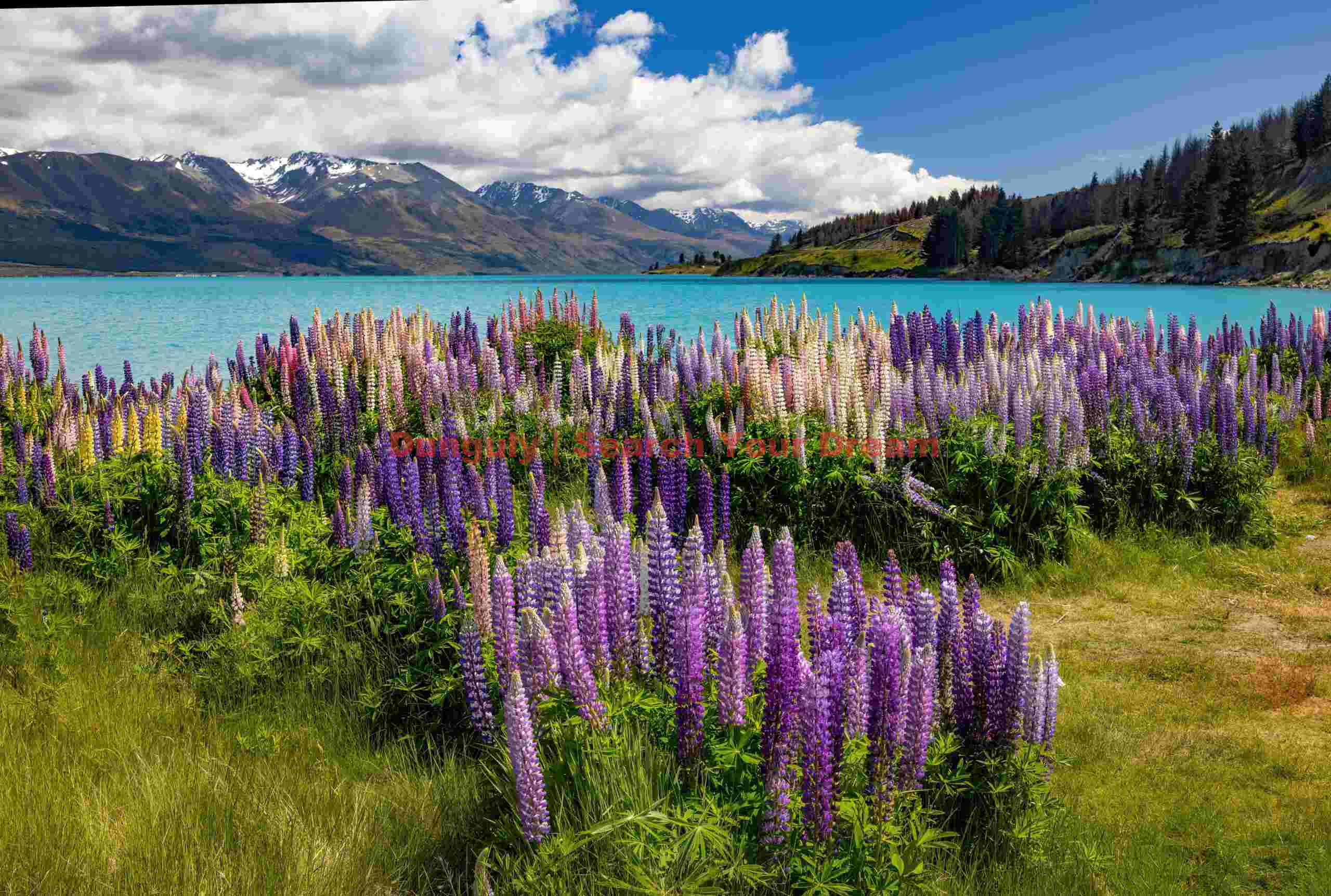 Lupins and turquoise lake; South Island, New Zealand Lupins and turquoise lake
