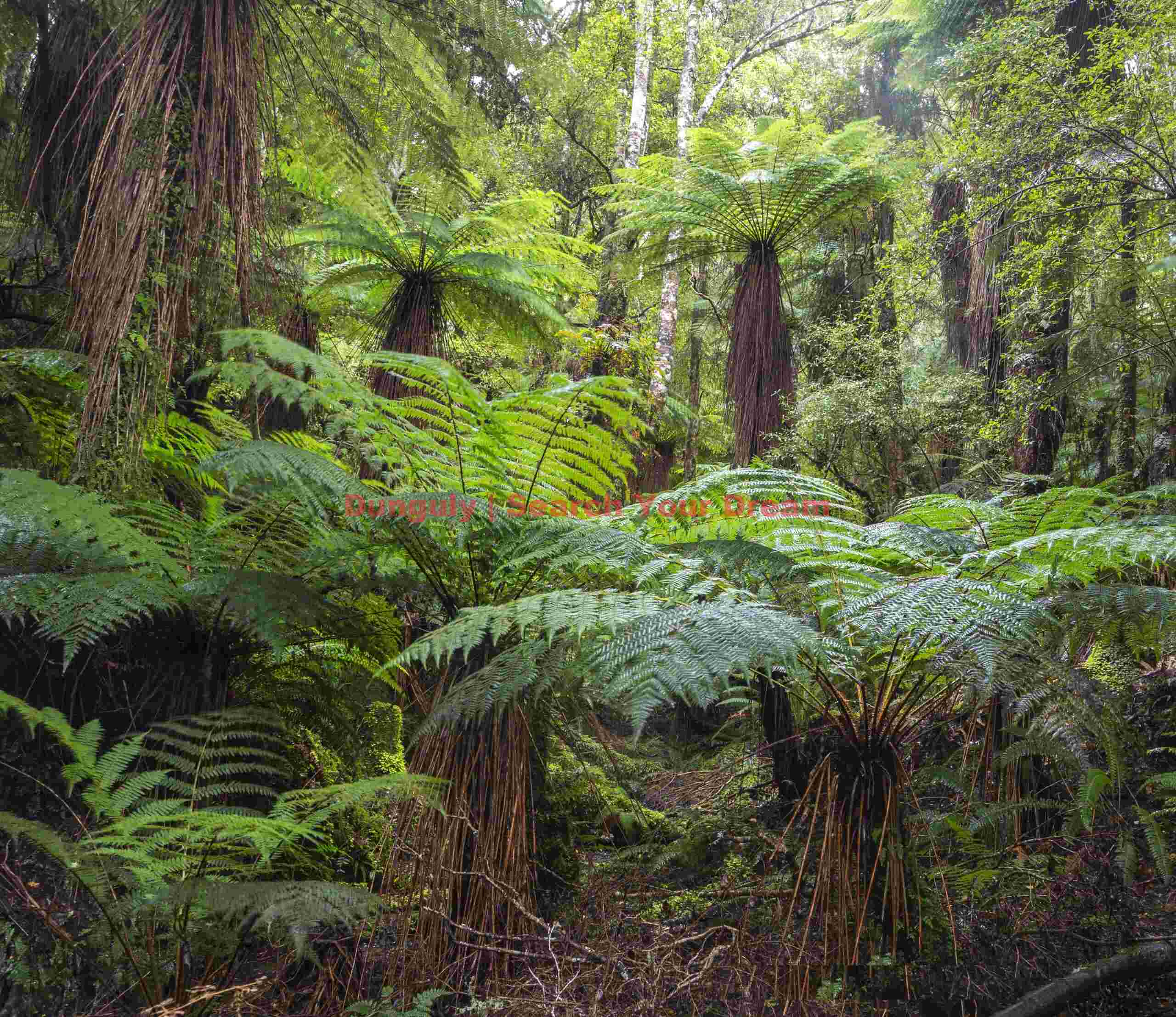 More ferns!; Waipohatu loop walk; New Zealand More ferns!