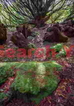Moss covered rock