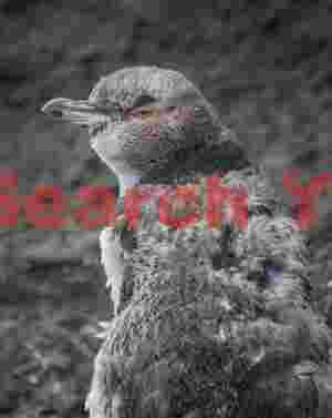 Moulting yellow eyed penguin