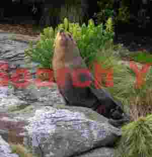 New Zealand Fur seal