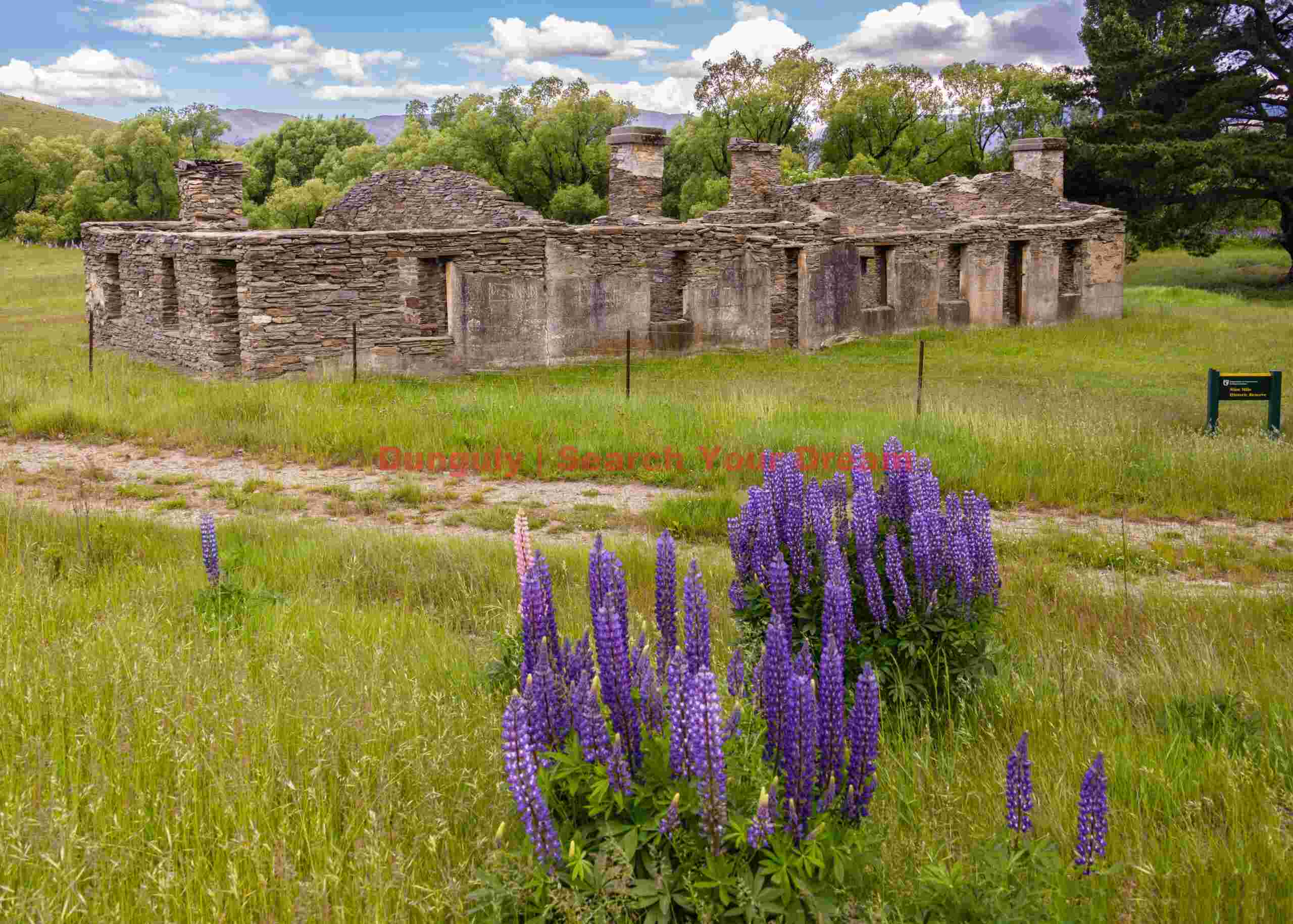 Old Hotel ruins with lupins; Lindis Pass, South Island, New Zealand Old Hotel ruins with lupins