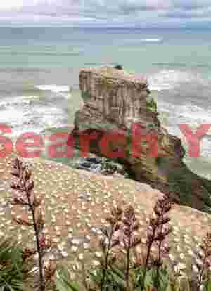 Onshore and sea stack colonies