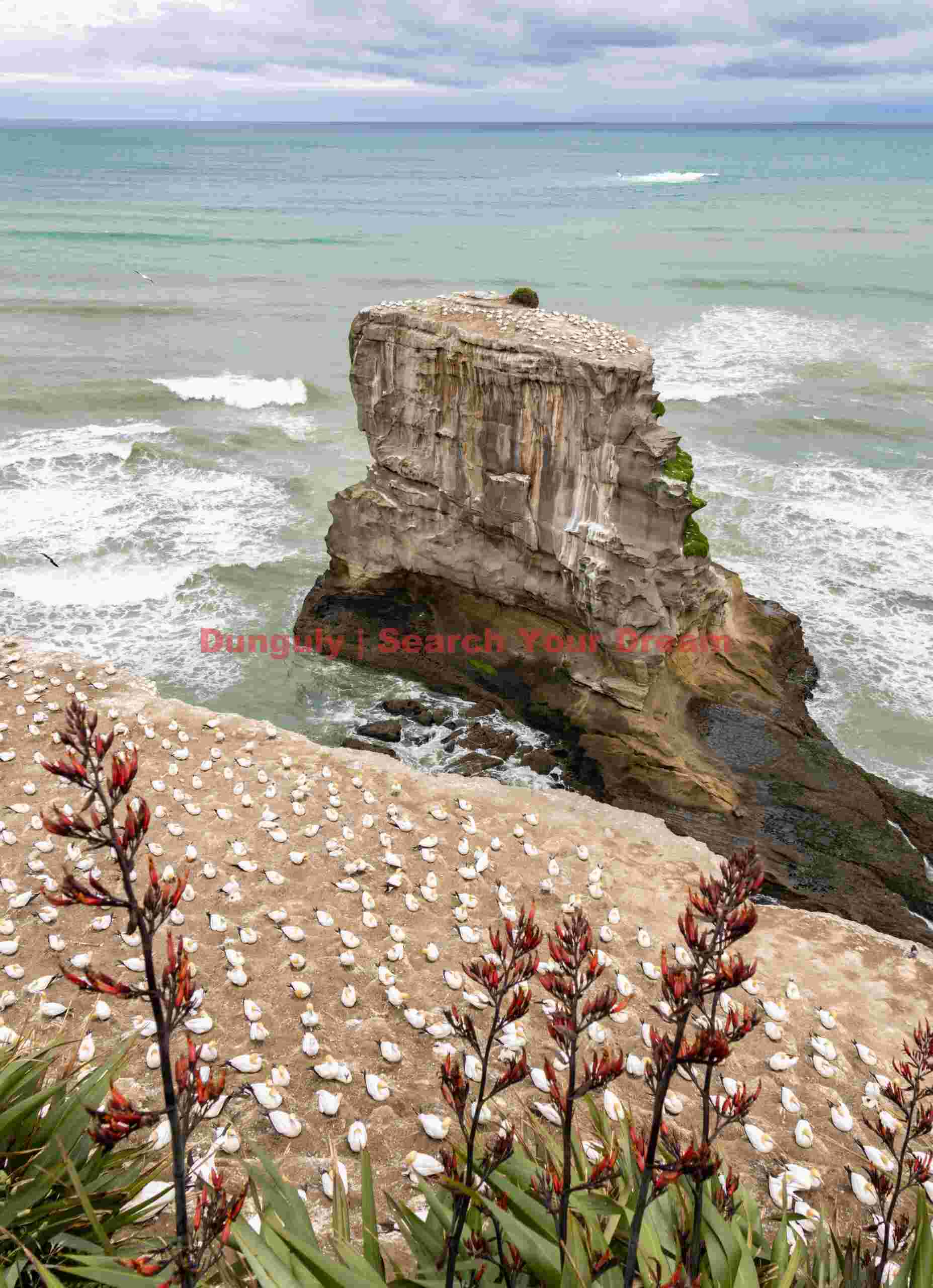 Onshore and sea stack colonies; Muriwai gannet colony, North Island, New Zealand Onshore and sea stack colonies