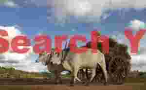 Ox cart photographed from low angle
