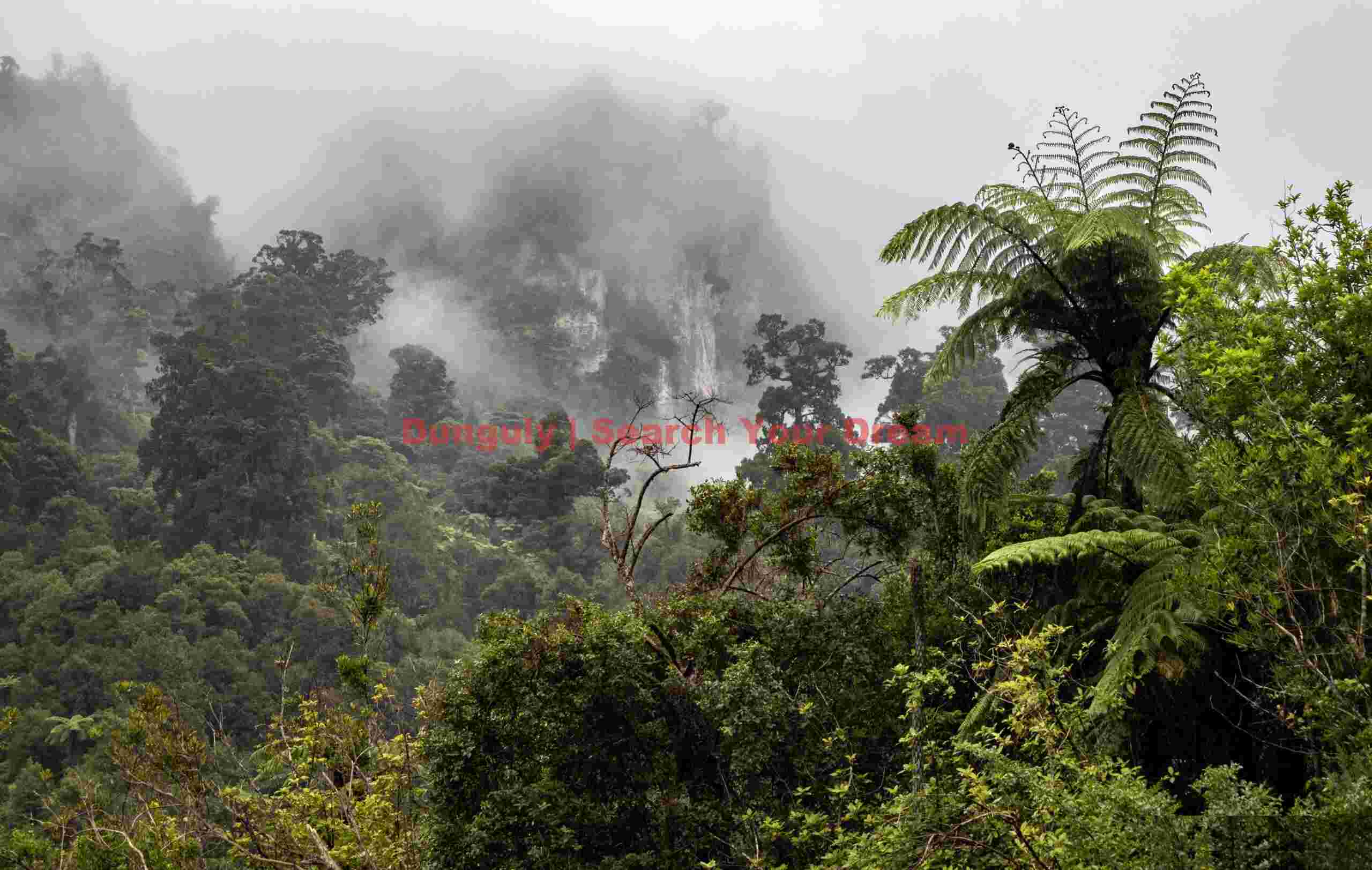 Rain forest and cliffs in the mist; Fox River trail; South Island, New Zealand Rain forest and cliffs in the mist