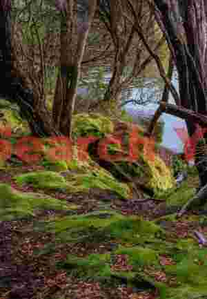 Rata forest shorelinr #1