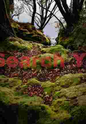 Rata forest shorelinr #2