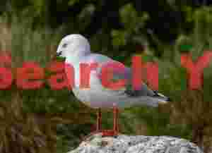 Red billed gull