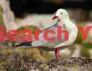Red billed gull with head turned