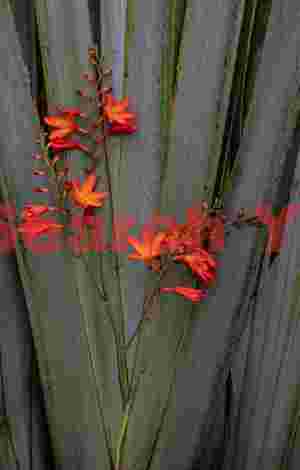 Red flowers on palm fan