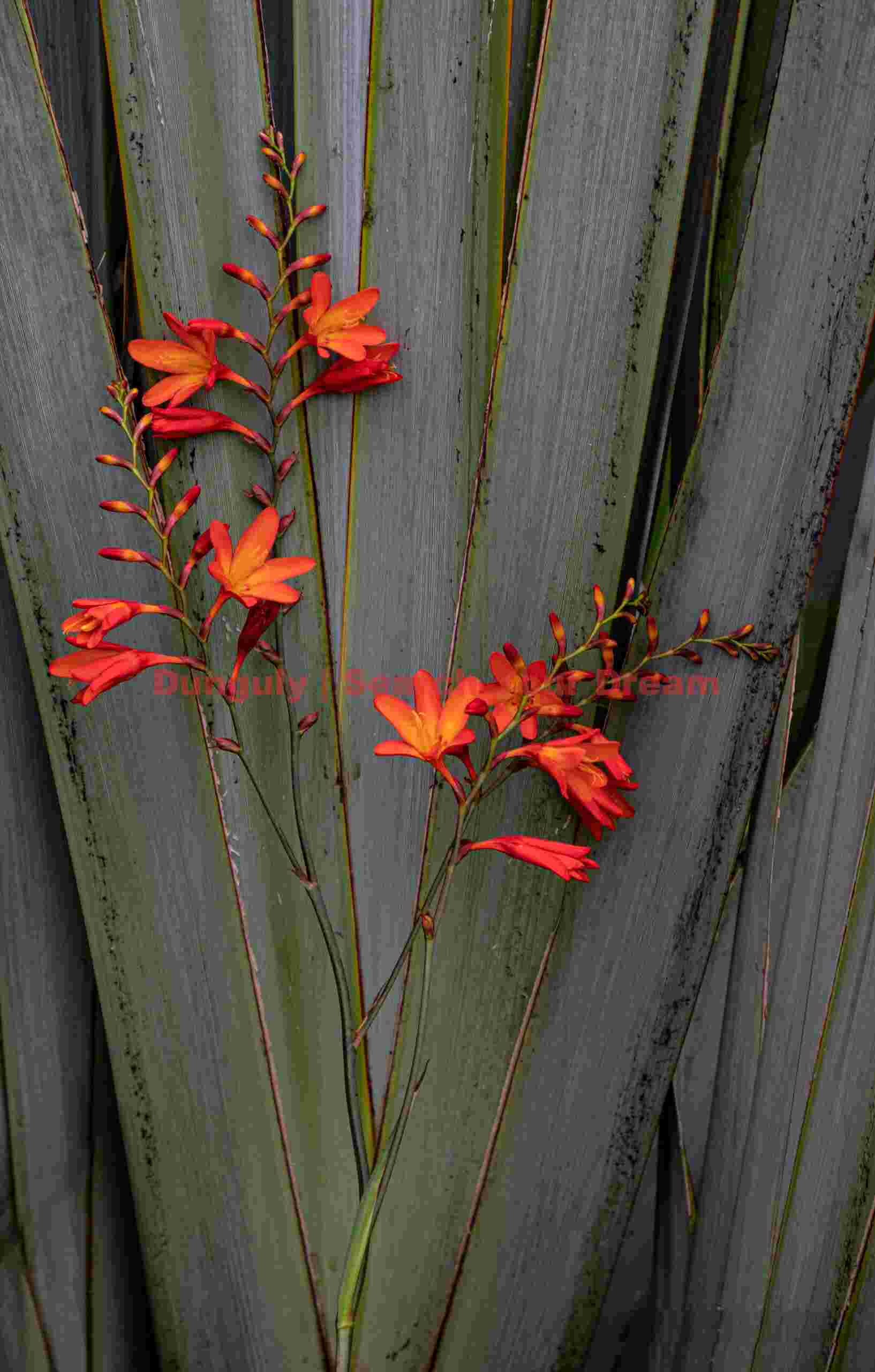 Red flowers on palm fan; South Island, New Zealand Red flowers on palm fan
