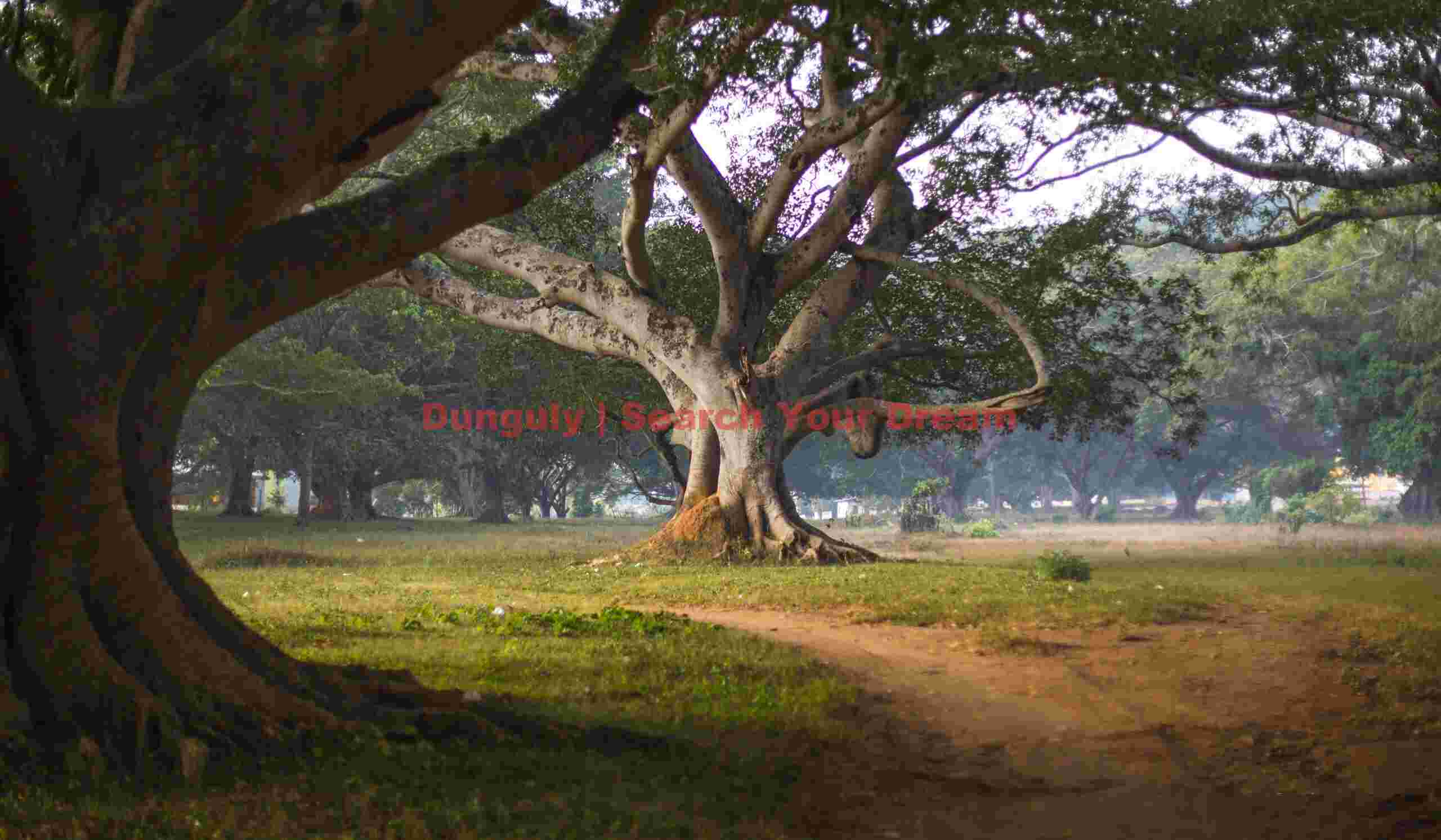 Red path through the banyan trees; Pindaya, Burma Red path through the banyan trees