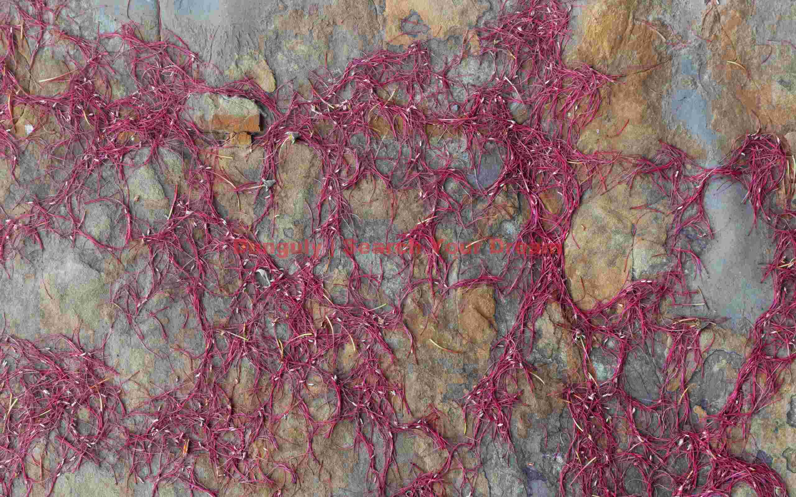 Red spicules on rock; South Island, New Zealand Red spicules on rock