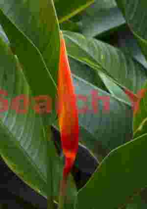 Red spike