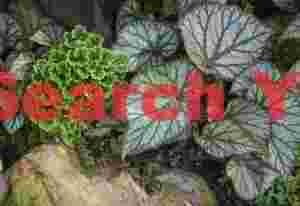 Rock garden plants