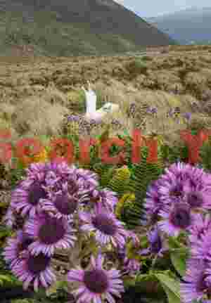 Royal albatross calling amongst flowers