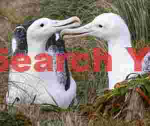 Royal albatross crossing beaks