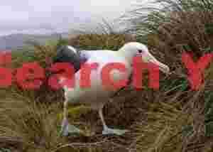 Royal albatross next to the boardwalk