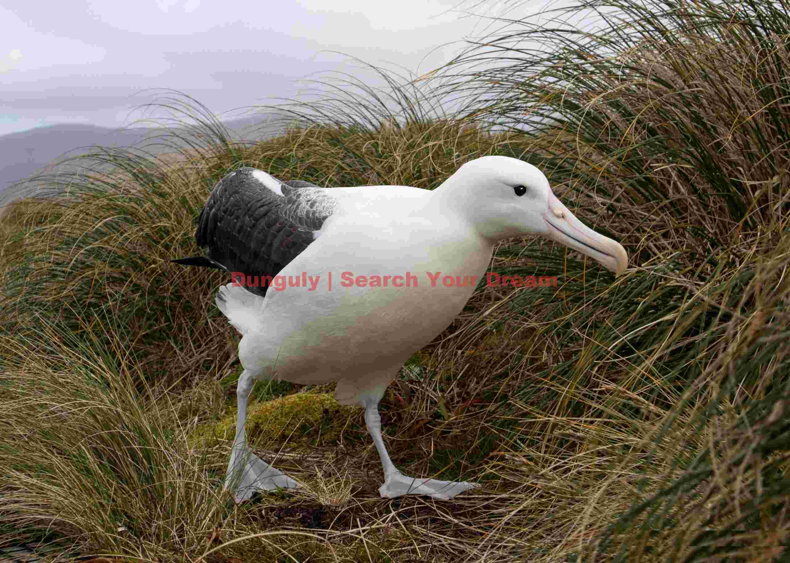 Royal albatross next to the boardwalk; Campbell Island Royal albatross next to the boardwalk