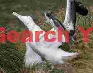 Royal albatross shaking head