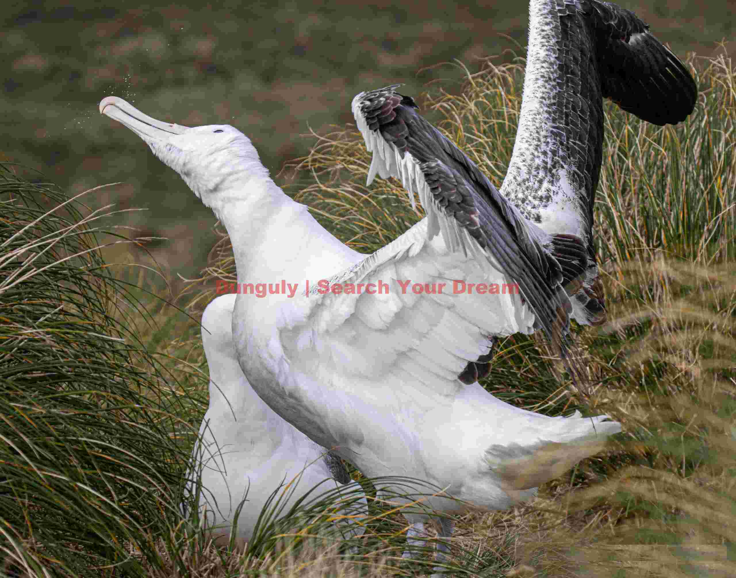 Royal albatross shaking head; Campbell Island Royal albatross shaking head